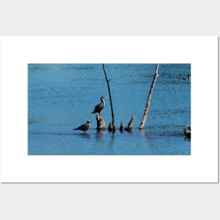 Double-crested Cormorant And Gull On A Tree Posters and Art